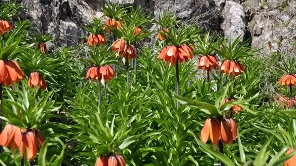 Kahramanmaraş’ta Ters Lale Koparmanın Cezası Dudak Uçuklatıyor