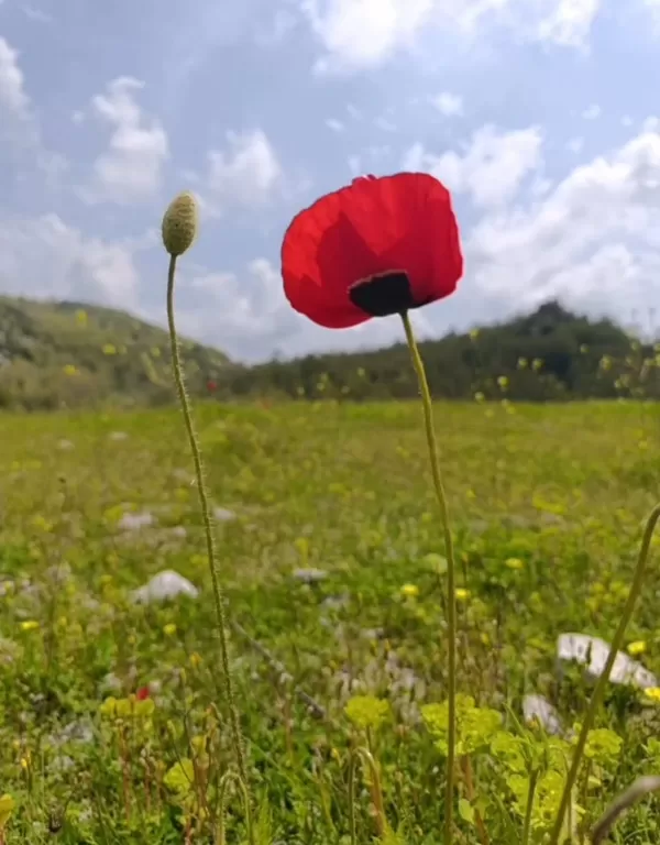 Andırın’da Görsel Şölen: Doğanın Kalbi Bahar Rengiyle Atıyor!