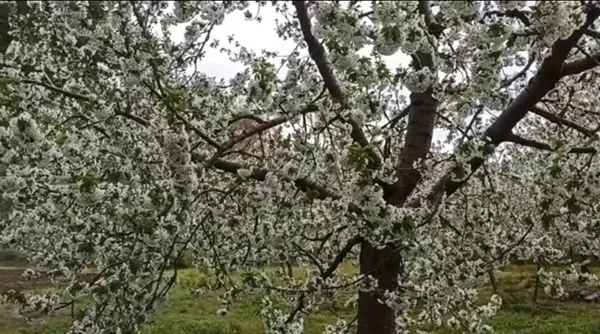 Andırın’dan Dünyaya Uzanan Lezzet: Tescilli Çığşar Kirazında “Beyaz Gelinlik” Heyecanı!