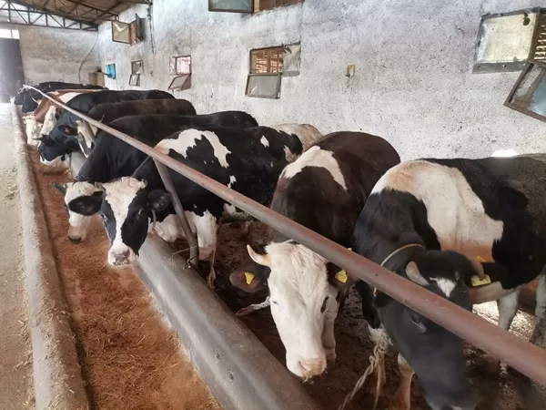 Kahramanmaraş Canlı Hayvan Borsası’nda Kurban Mesaisi Başladı: Büyükbaşlar Görücüye Çıktı!