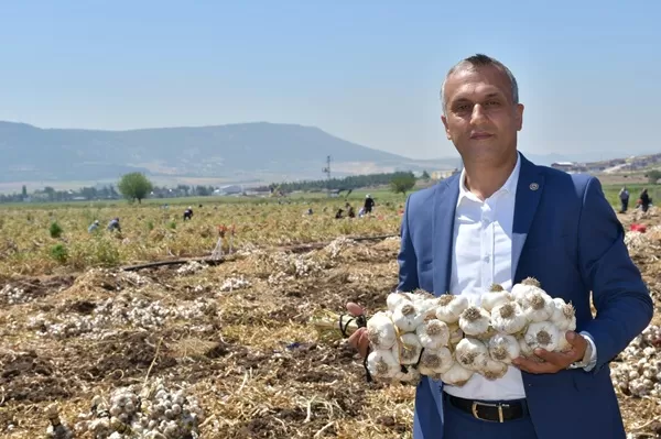 “Beyaz Altın”da İklim Bereketi Ama Fiyat Şok Etti! Tarlada Kilosu 30 Liraya Kadar Düştü!