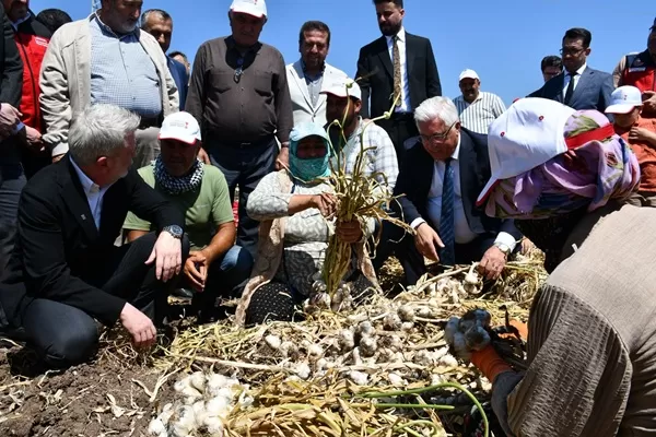 Pazarcık’ta “Beyaz Altın” Hasadı Başladı Ama Başkan İkizer Çiftçinin Çilesini Unutmadı: “Sarımsak Bedava, Emeğin Karşılığı Yok!”