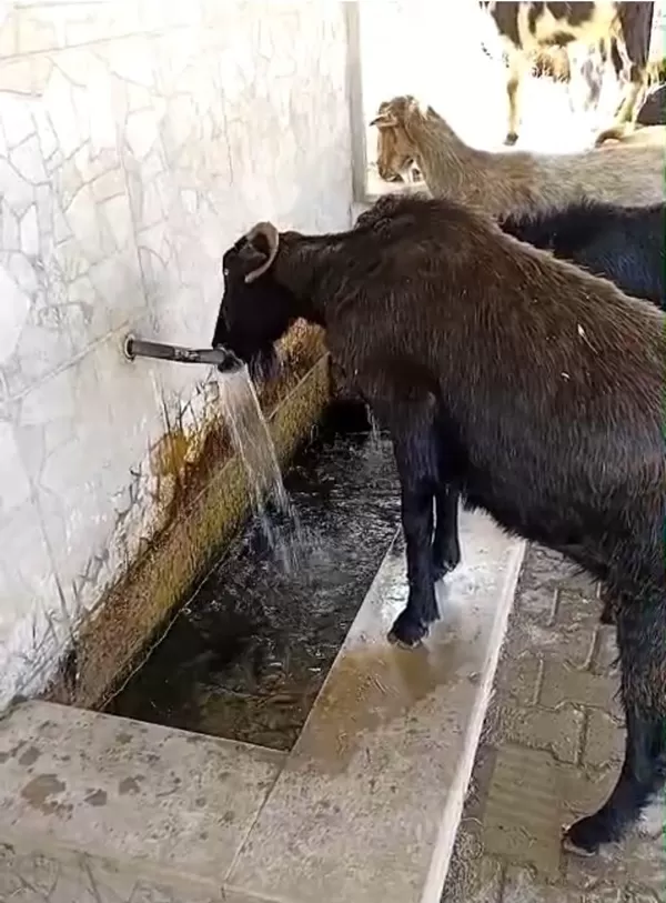 Andırın’da Keçilerin Serinleme Keyfi Kameralara Yansıdı