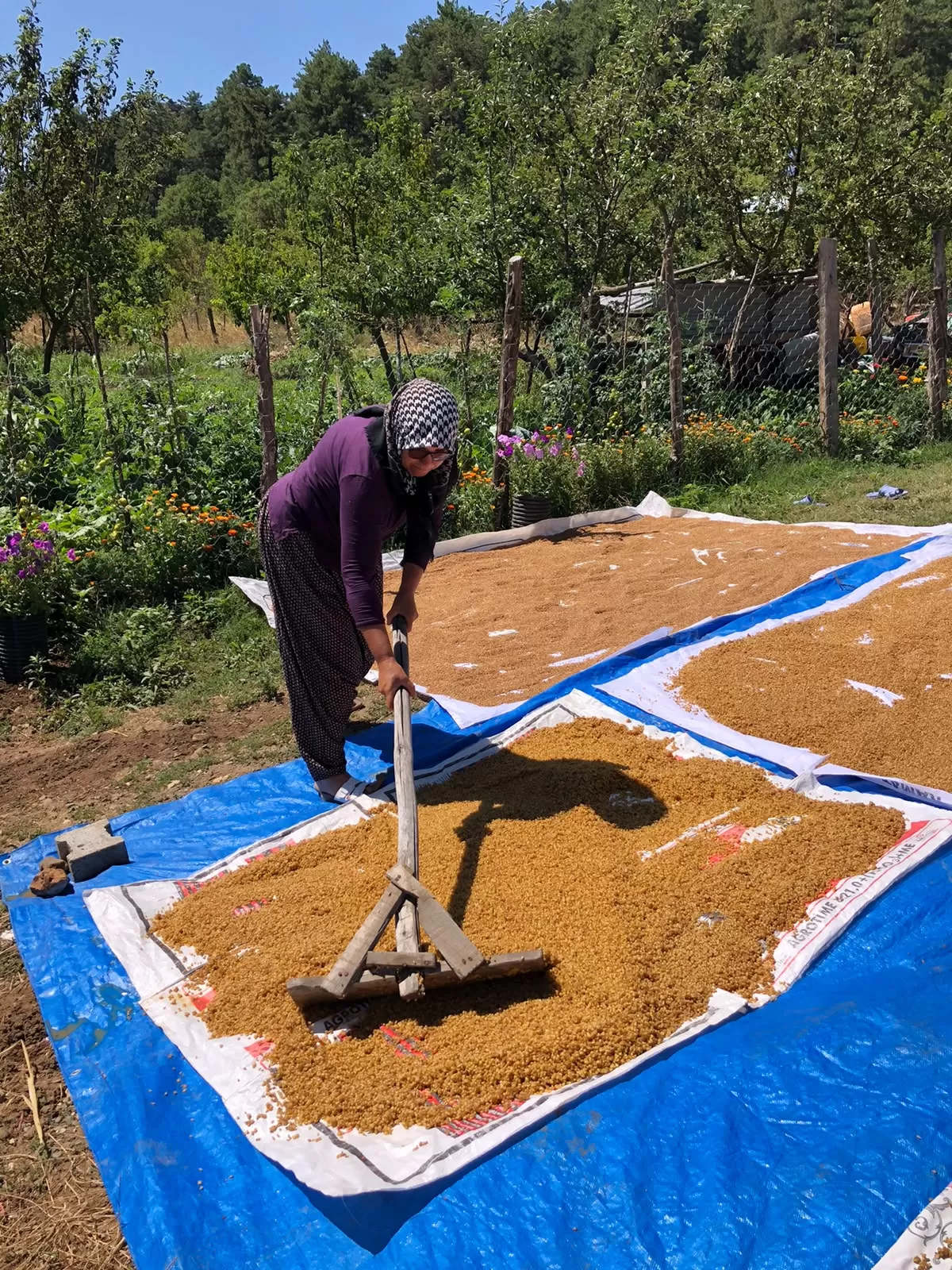 Andırın’da Hasat Bitti, Kazanlar Kaynamaya Başladı: Akifiye’de Bulgur Telaşı!