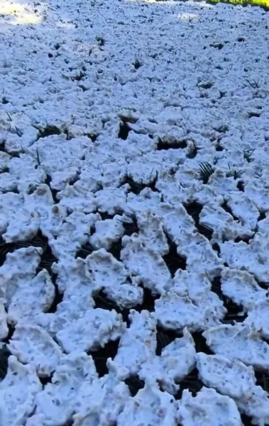 Kahramanmaraş’ta Yüzyıllık Gelenek: Torosların Zirvesinde “Mezla Dallı” Zorlu Tarhana Mesaisi