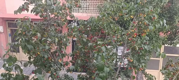 Andırın’da Şifa Deposu Kızılcıklar Dalları Süslemeye Başladı!