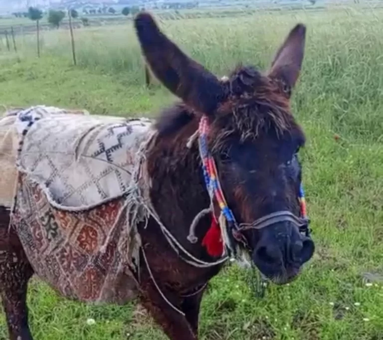 Kahramanmaraş’ta ‘Vefalı Güllü’ Sosyal Medyanın Gözdesi Oldu