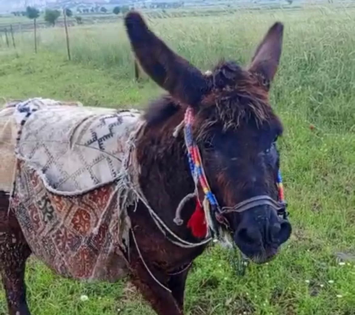 Kahramanmaraş’ta ‘Vefalı Güllü’ Sosyal Medyanın Gözdesi Oldu