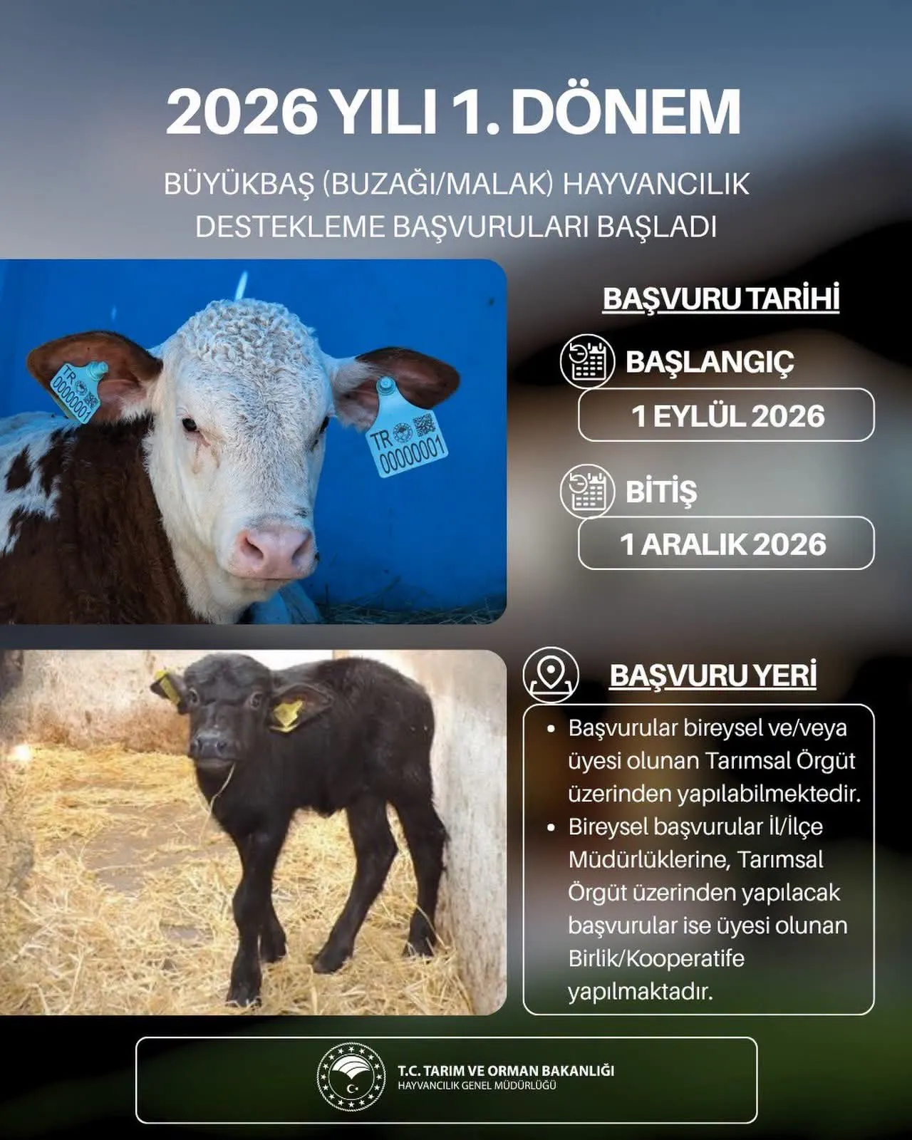 Andırın’da 2026 Yılı 1. Dönem Büyükbaş Hayvancılık Destekleme Başvuruları Başladı
