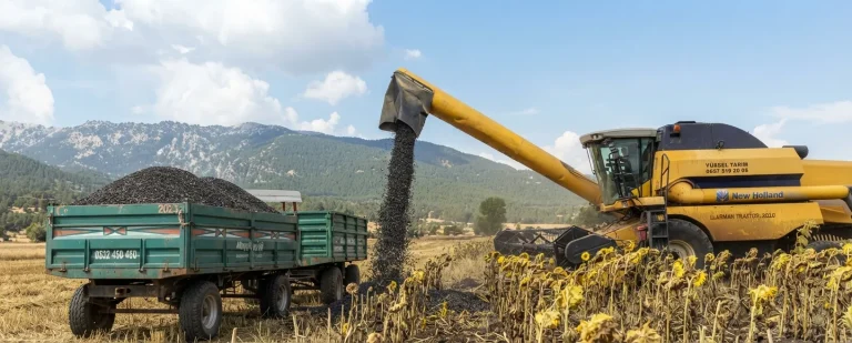 Altınyayla (Sisne)’de Ayçiçeği Hasadı Sevinci Başladı!