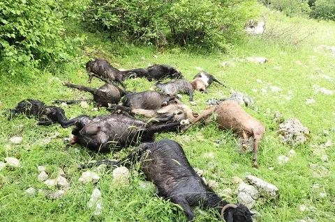 Kahramanmaraş’ta Kurt Sürüsü Dehşeti: 6 Koyun Telef Oldu, 10 Keçi Kayıp!