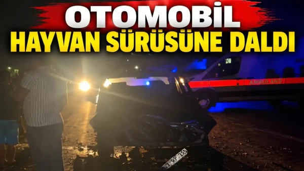 Yola Çıkan Hayvan Sürüsüne Çarpan Otomobil Hurdaya Döndü: Onlarca Hayvan Telef Oldu