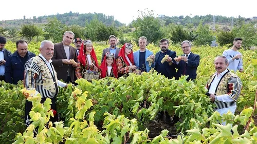 Bertiz’de Geleneksel Bağ Bozumu Coşkusu: “Kabarcık Üzümü Şehrimizin Önemli Değerlerinden Biridir”