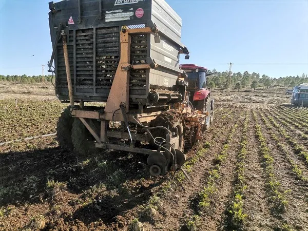 Şeker Pancarında Hasat Mesaisi Başladı: Kahramanmaraş’ta Hedef 500 Bin Ton Rekolte